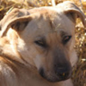 Meet your Posher, Penny